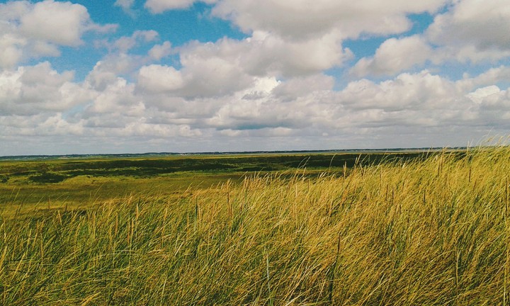 Graslandschaft