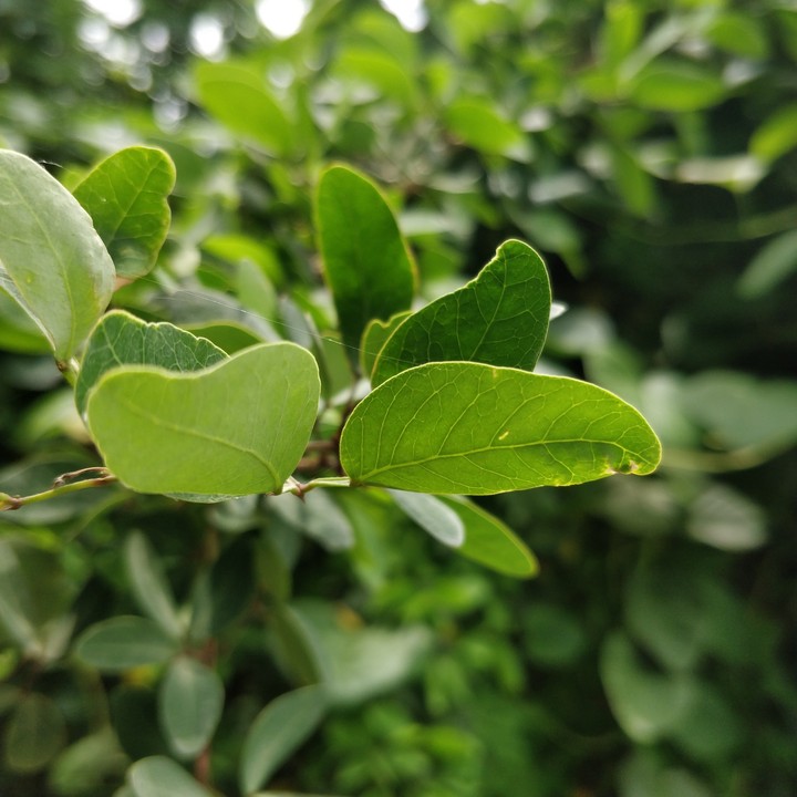 leaves
