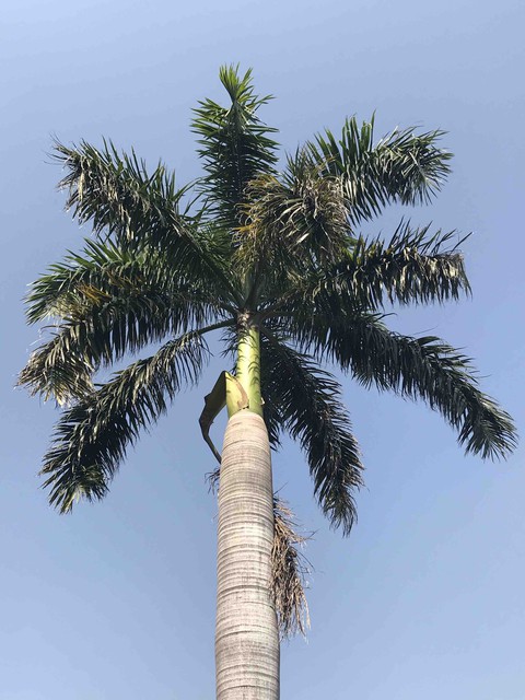 coconut tree
