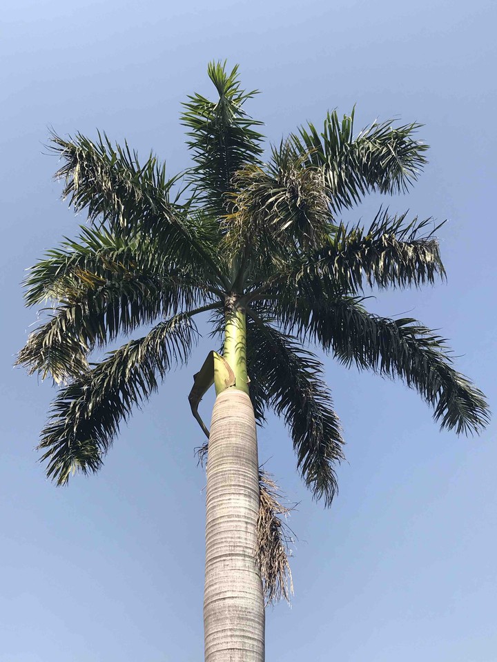 coconut tree