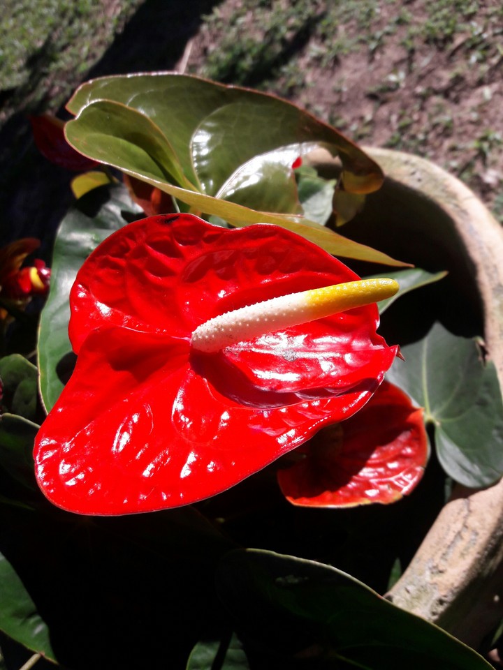 flower red