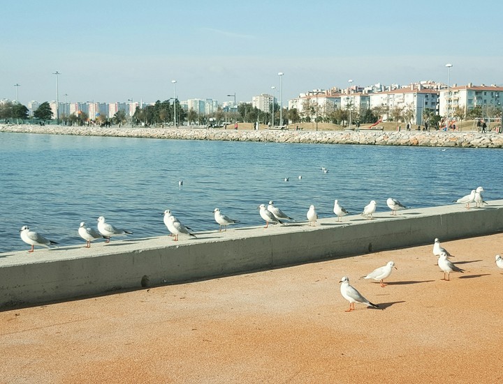 Birds
