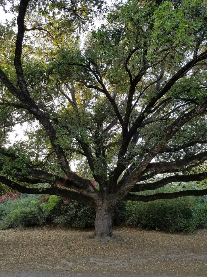 Beautif Tree