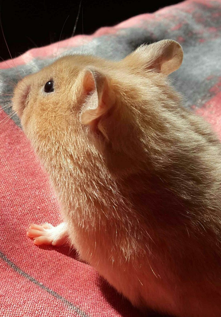 hamester