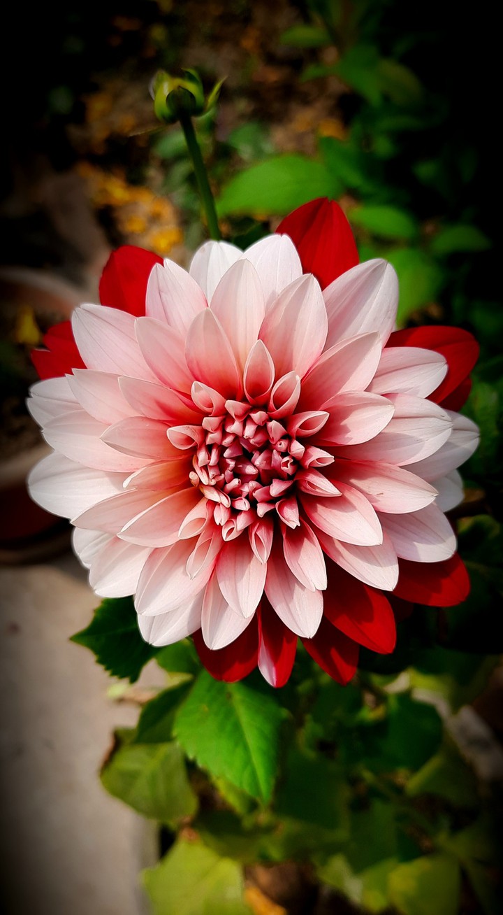 Blossom like a flower..? ...spread happiness