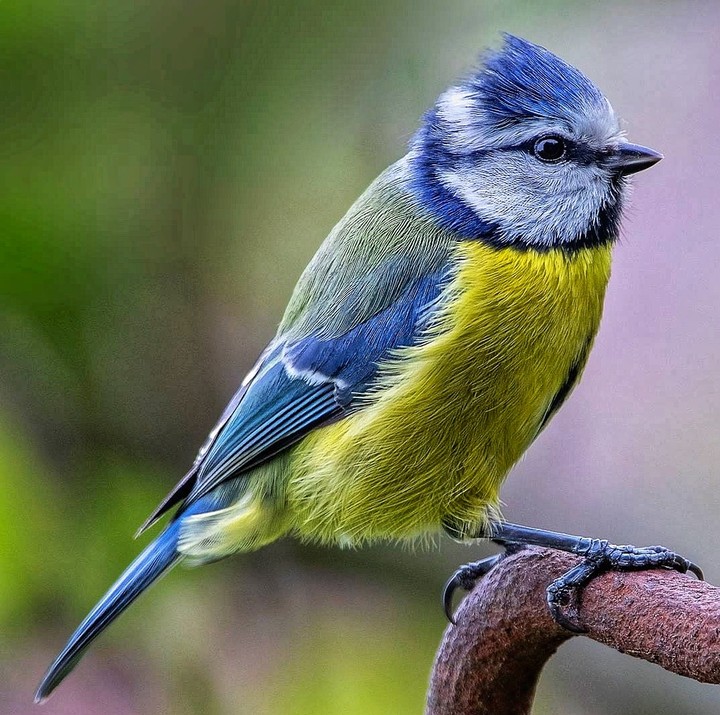 bluetit