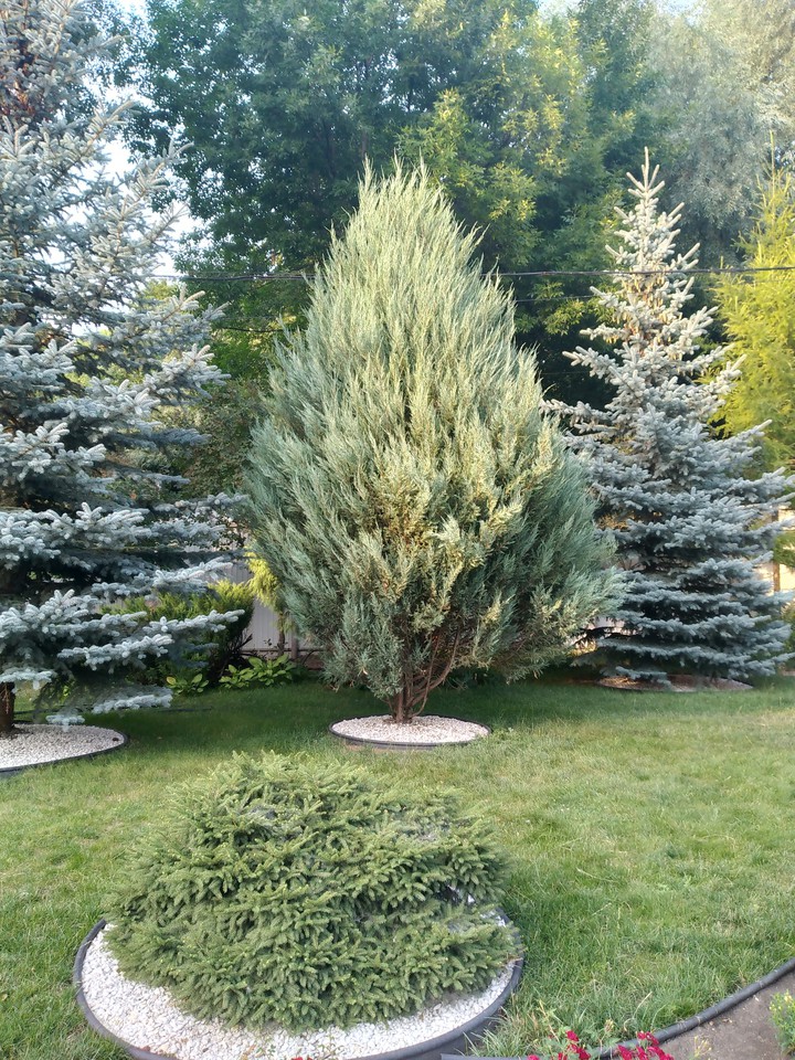 Ель