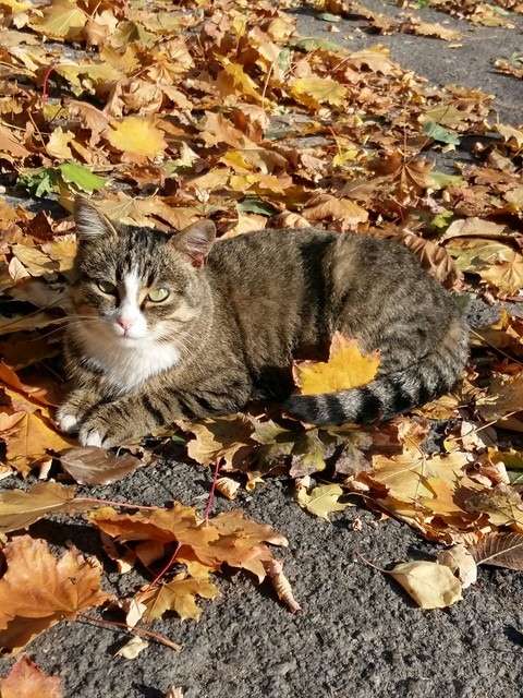 Кошечка
