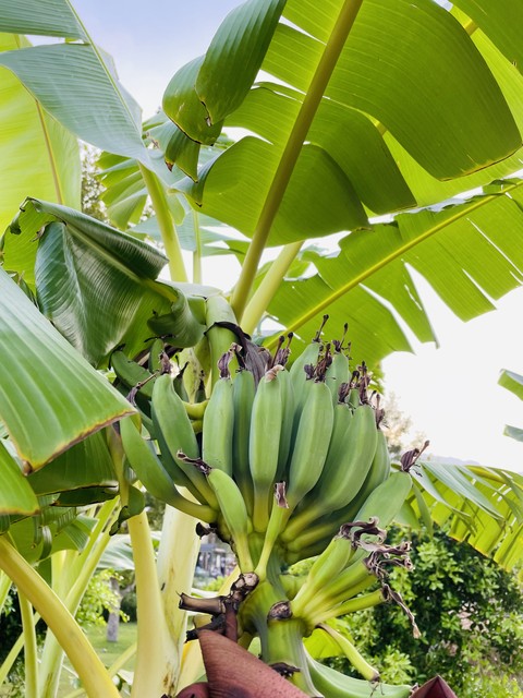 sky, Banana壁纸