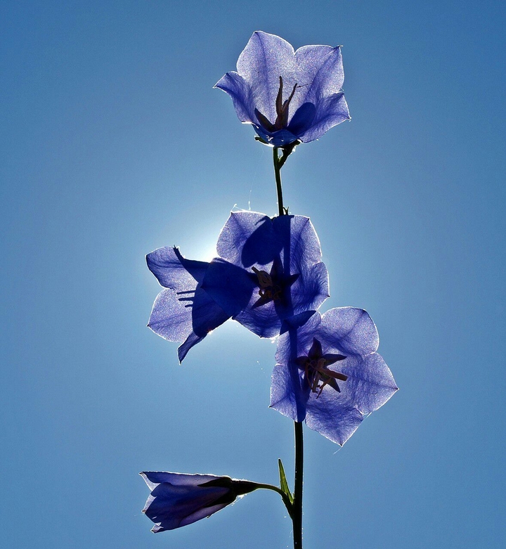 Blue Flowers