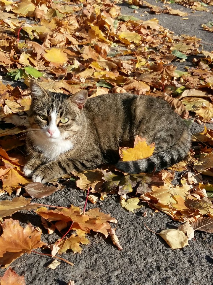 Кошечка