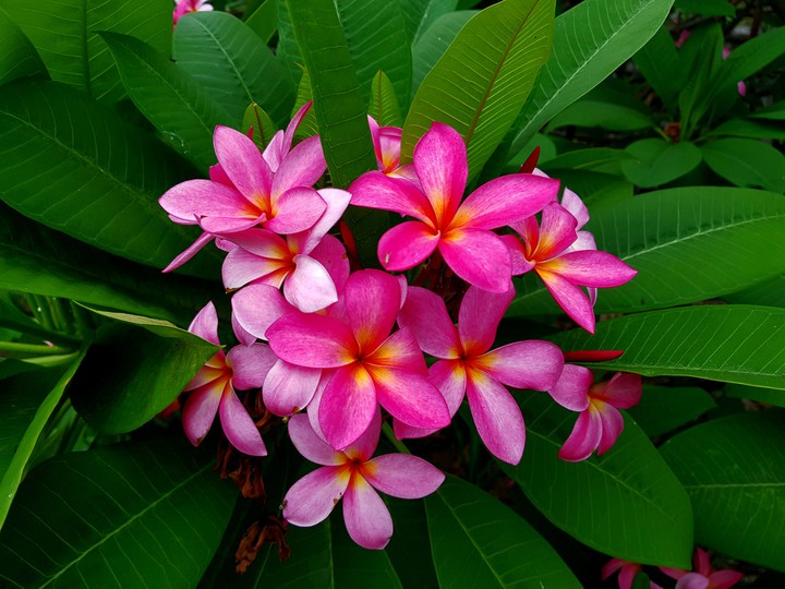 Pink Plumeria.