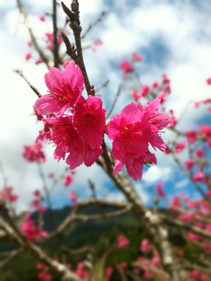 櫻花