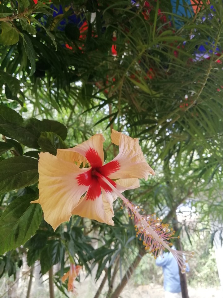 Hibiscus