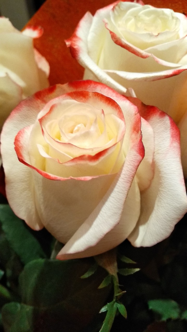 rose