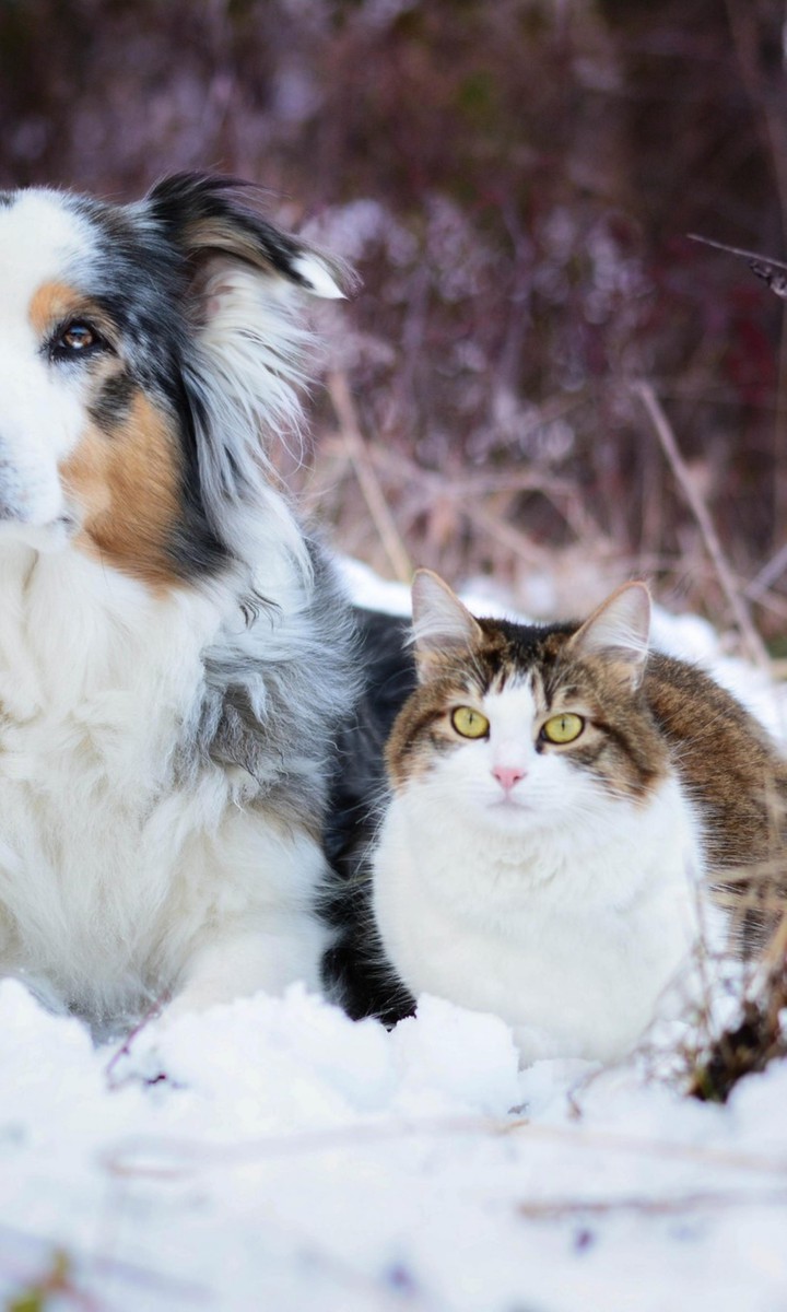 Animal Love