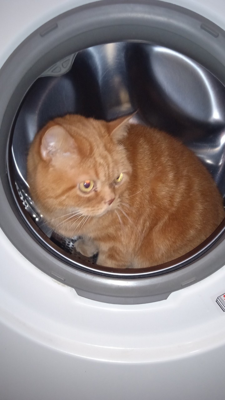 МОЙ КОТ