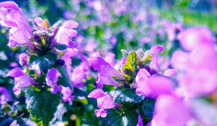 close to the flower BEAUTY
