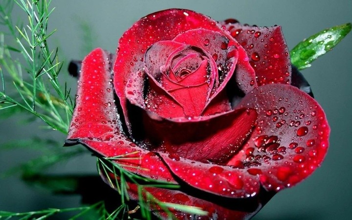 Roses