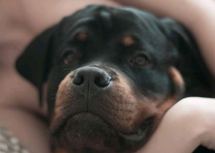 Tai-foon the Rottweiler