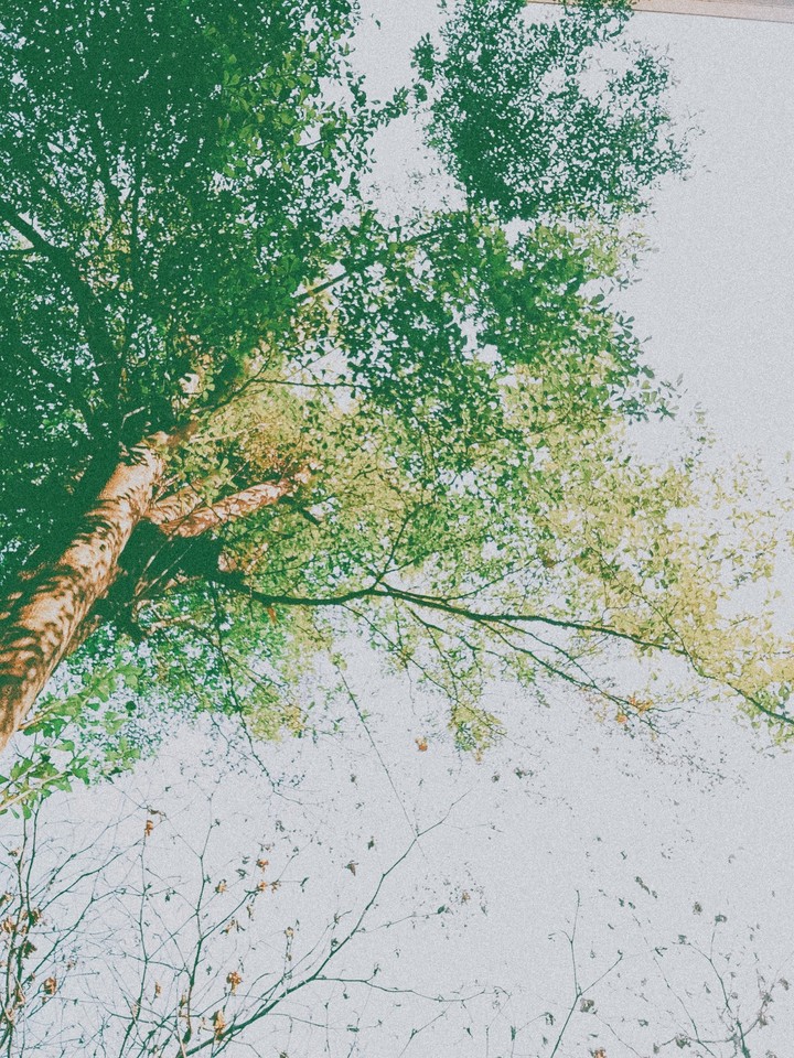 The Young Tree