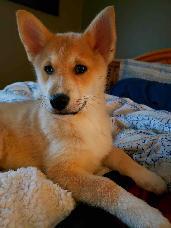 Ruger
