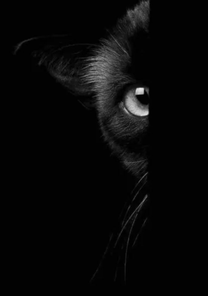 Katze