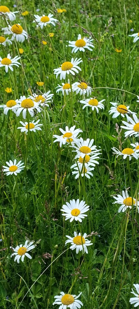 meadow, plant वॉलपेपर