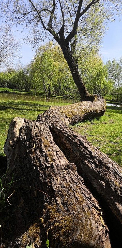 Fantastic_old_tree_willow