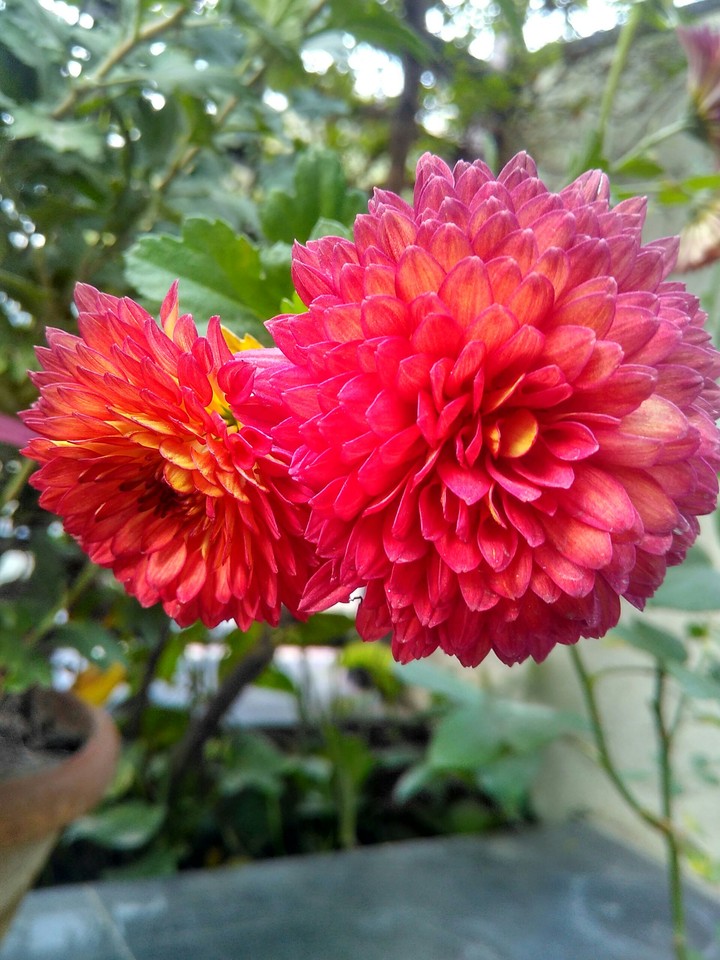 red flower