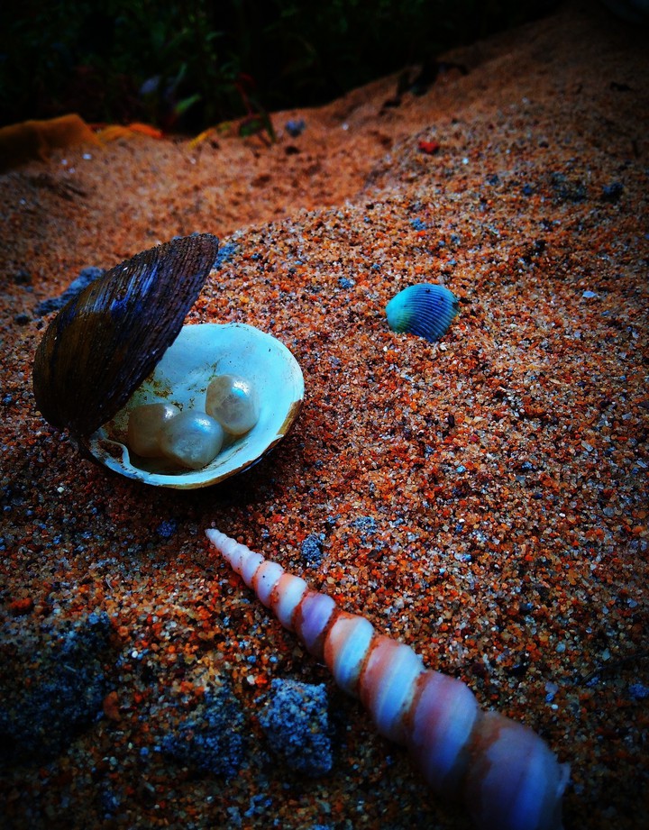 oyster