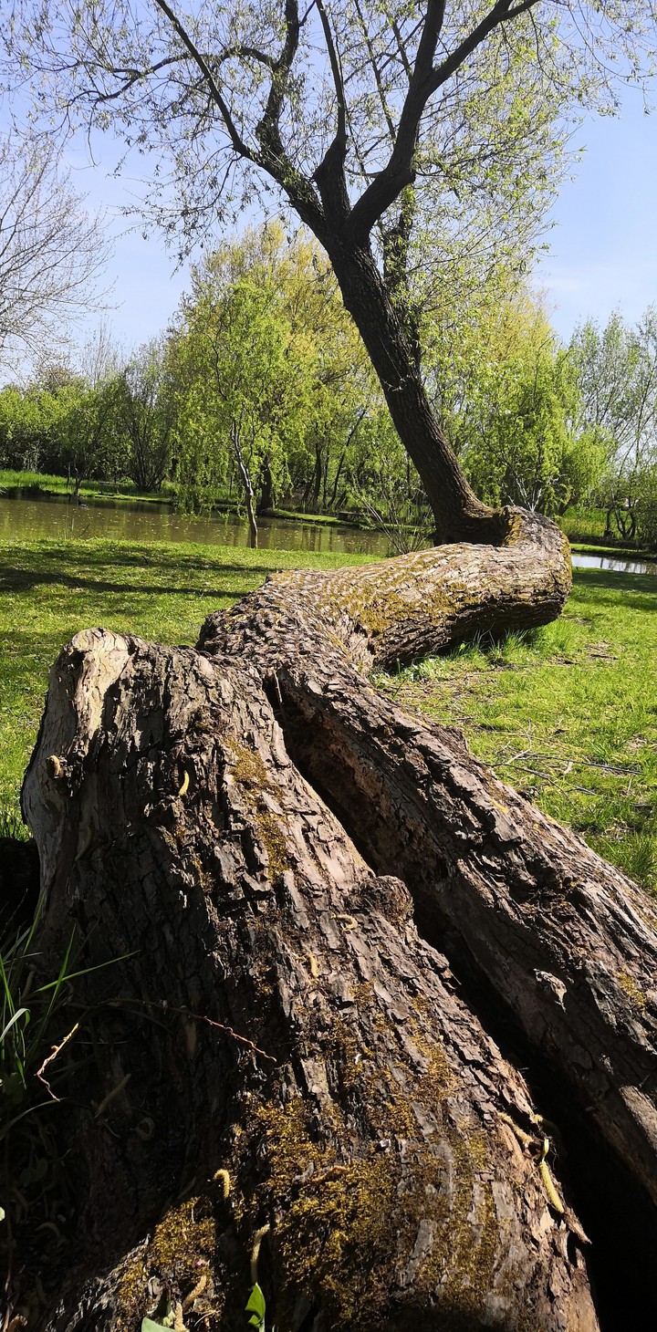 Fantastic_old_tree_willow