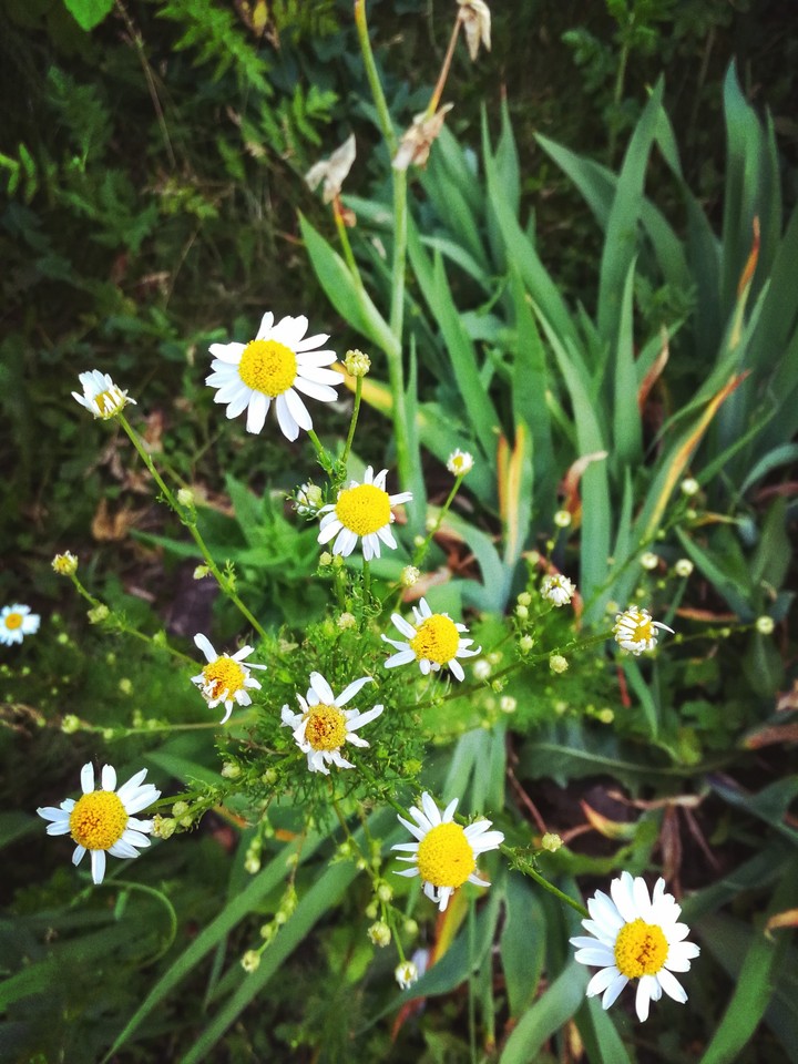 yellow flowers