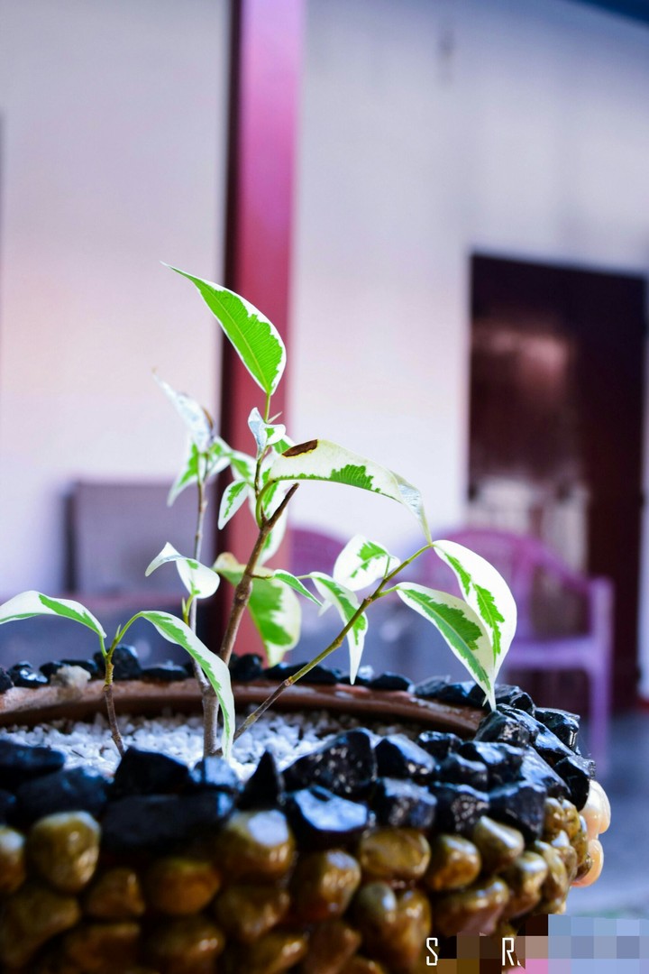 Plant