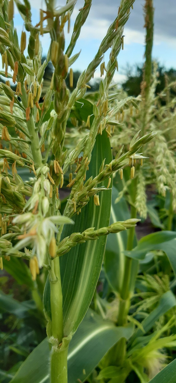 corn