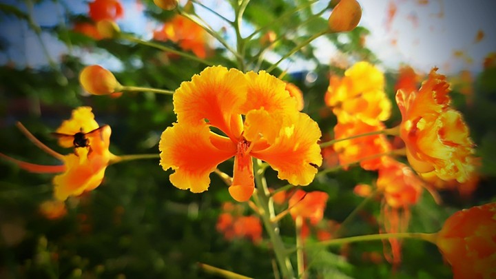 flor