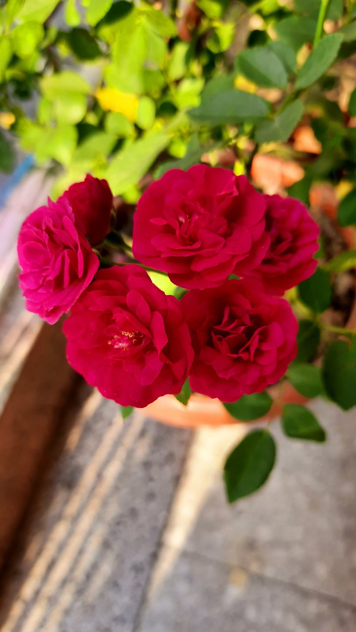 roses