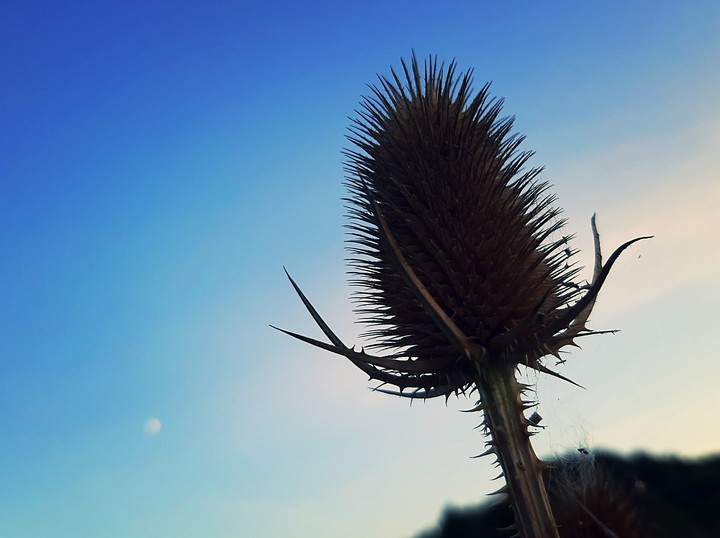 Wild wild and the moon