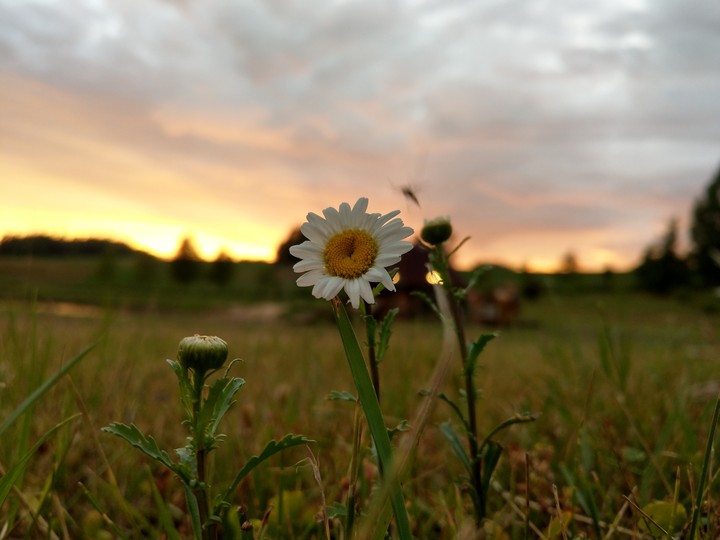 Daisy