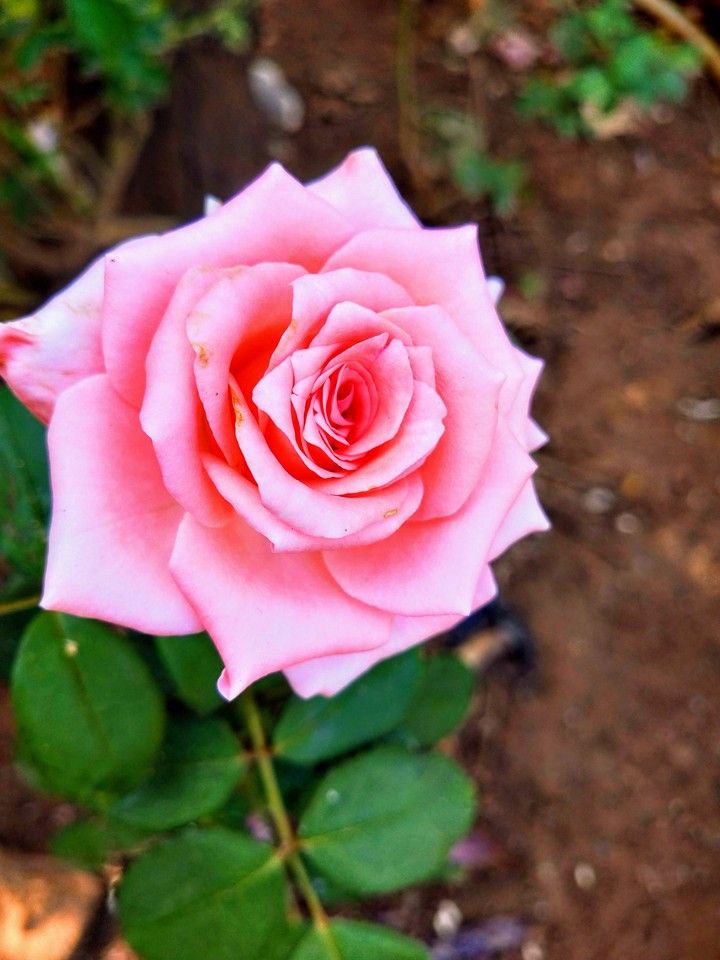rose