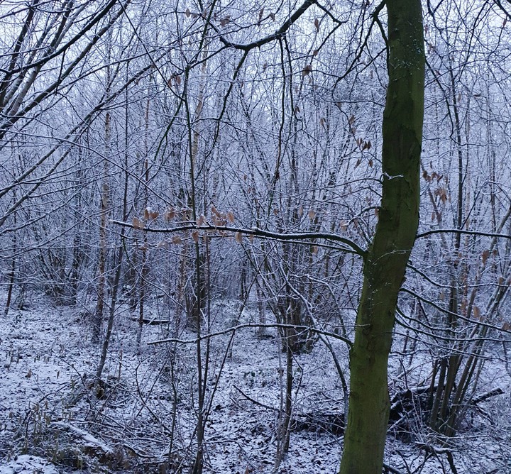 frost