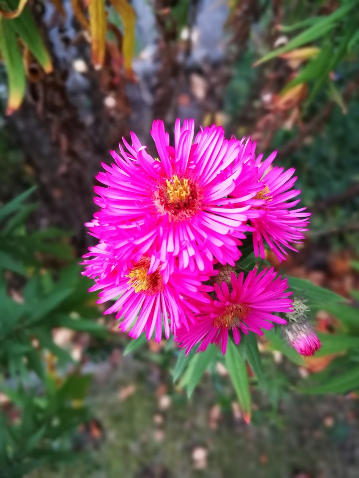 Pink Flowers
