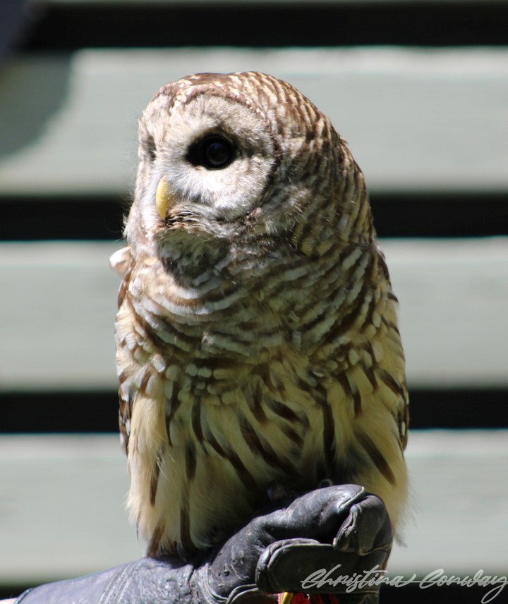 Barred owl