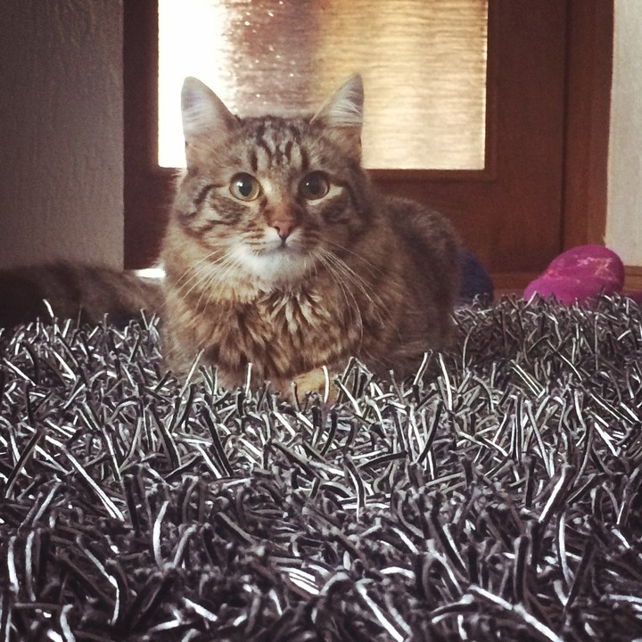 Любимый кот