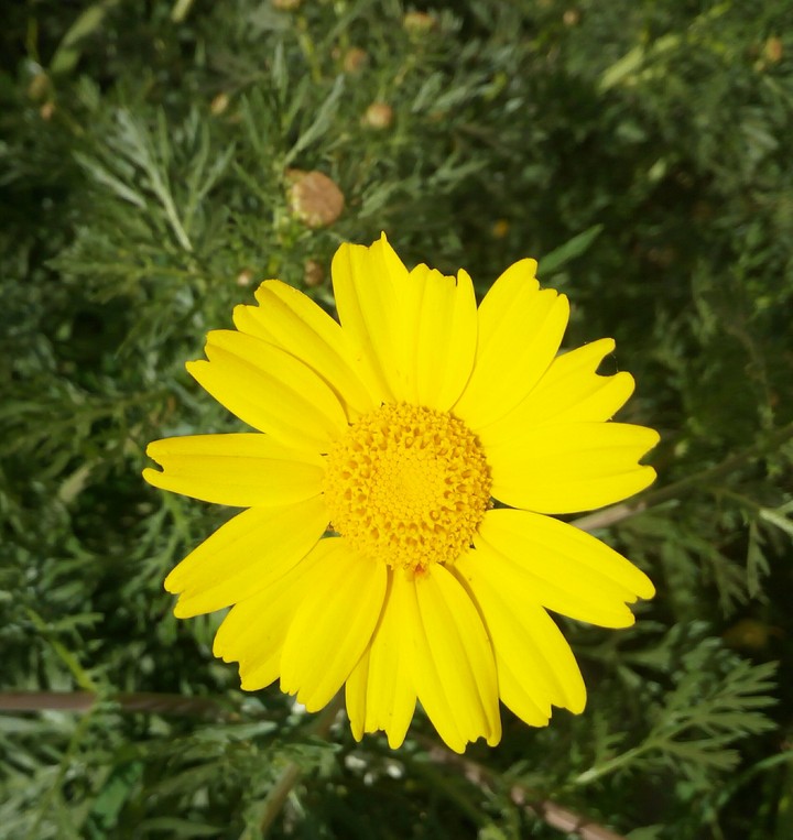 fleur