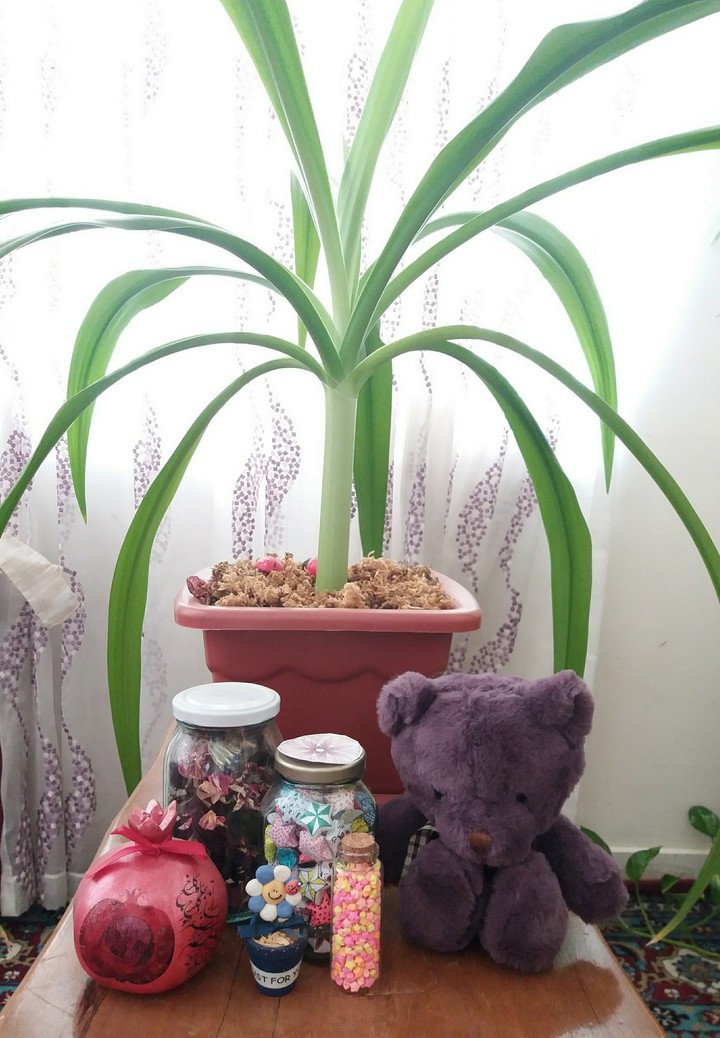 my plant