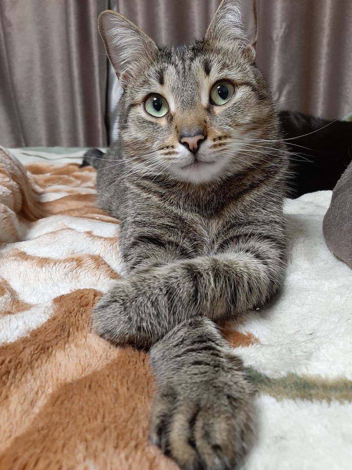 кот