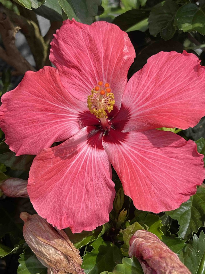 gorgeous Hibiscus