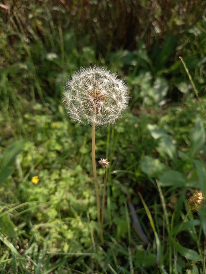 민들레홀씨