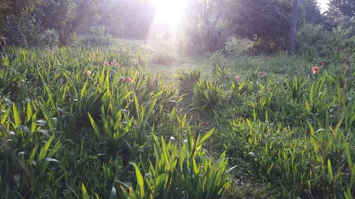 Atardecer